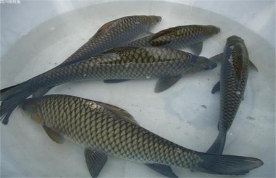 鯉魚高產高效養殖技術詳解
