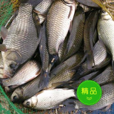 優質水產供應與水質改良劑研發——助力現代水產養殖發展