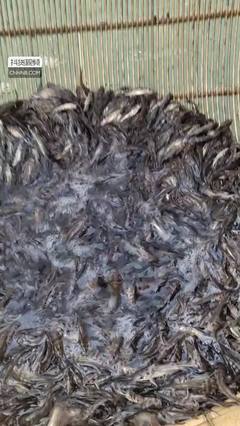 雜交黃骨魚(yú)高效養(yǎng)殖技術(shù)解析