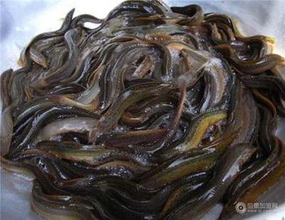 湖北“中農(nóng)10號(hào)”泥鰍 以品質(zhì)為核，以科技為翼，為市場(chǎng)注入鮮活力量