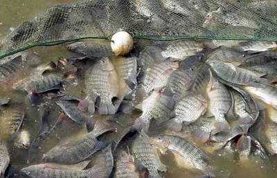 水質改良劑研發大佬，30畝魚塘年入40萬，揭秘“富養”羅非魚的致富經