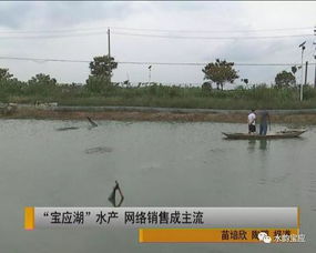 寶應湖水產 網購直達的新鮮美味，背后的水質改良劑科技