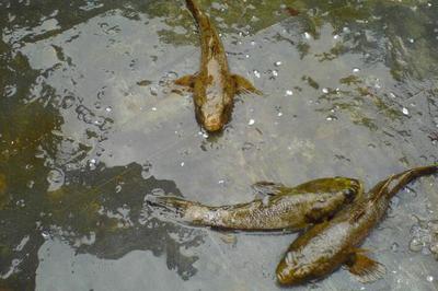 筍殼魚高效養(yǎng)殖技術(shù)要點(diǎn)與水質(zhì)管理優(yōu)化策略