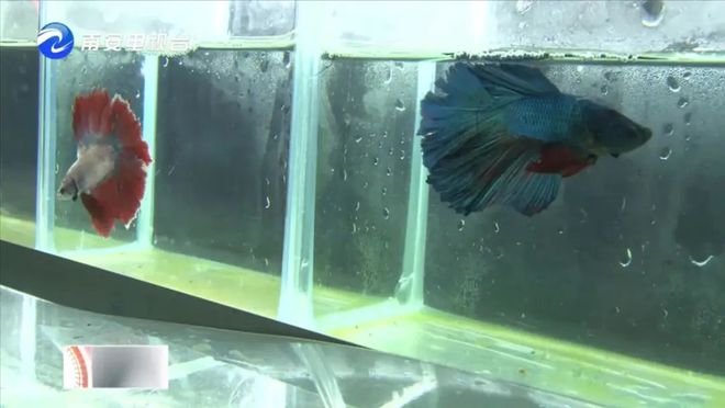 90后小伙的“斗魚”夢(mèng) 從南安到全國(guó)，以科技“游”出泰國(guó)斗魚養(yǎng)殖新天地